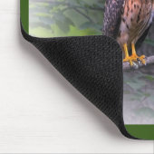 Red Shoulked Hawk Muismat (Hoek)