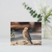 Red Shoulked Hawk op een rots Briefkaart (Staand voorkant)