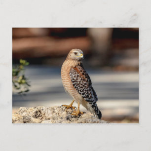 Red Shoulked Hawk op een rots Briefkaart