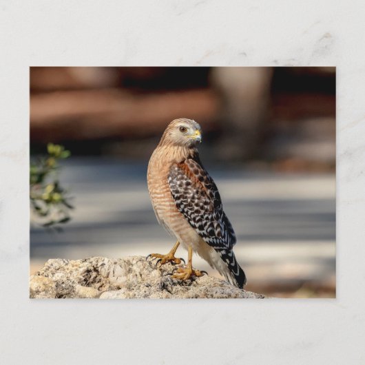 Red Shoulked Hawk op een rots Briefkaart (Voorkant)