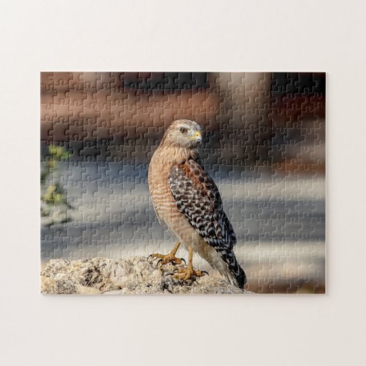 Red Shoulked Hawk op een rots Legpuzzel (Horizontaal)