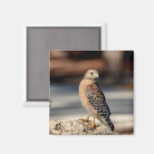 Red Shoulked Hawk op een rots Magneet (Voorkant / Achterkant)