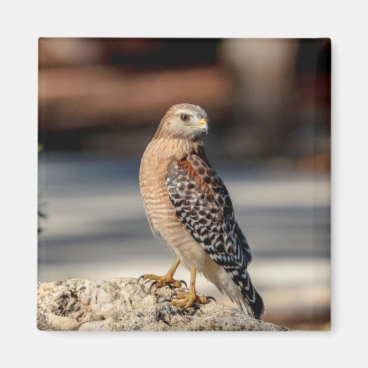 Red Shoulked Hawk op een rots Magneet (Voorkant)