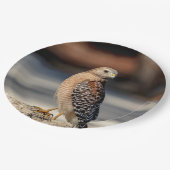 Red Shoulked Hawk op een rots Papieren Bordje (Gekanteld)