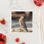 Red Shoulked Hawk op een rots Servet (Insitu)