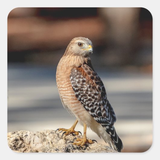 Red Shoulked Hawk op een rots Vierkante Sticker (Voorkant)