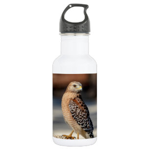 Red Shoulked Hawk op een rots Waterfles