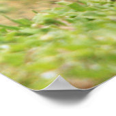 Red Shoulked Hawk Poster (Hoek)