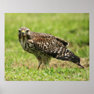 Red Shoulked Hawk Poster