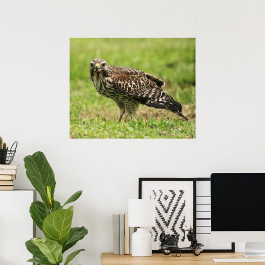 Red Shoulked Hawk Poster (Thuiskantoor)