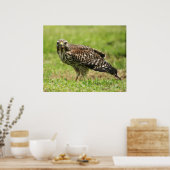 Red Shoulked Hawk Poster (Keuken)