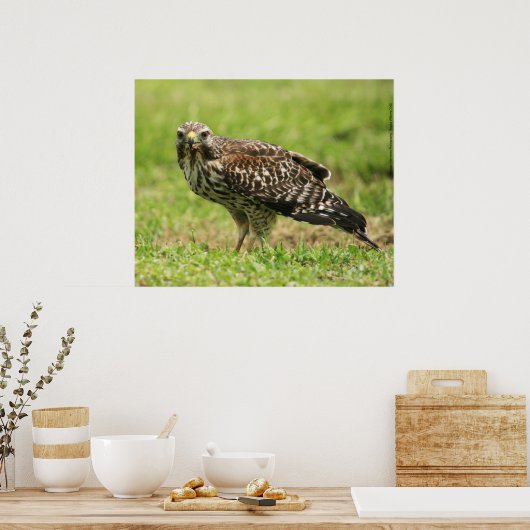 Red Shoulked Hawk Poster (Keuken)