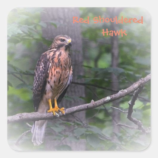Red Shoulked Hawk Vierkante Sticker (Voorkant)