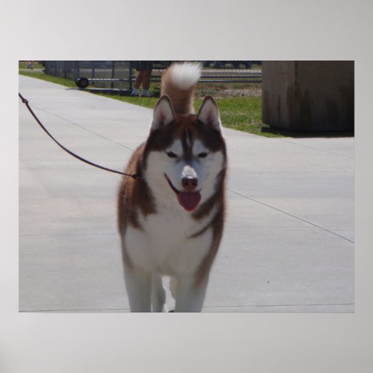 Red Siberian Husky Poster (Voorkant)