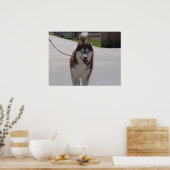 Red Siberian Husky Poster (Keuken)