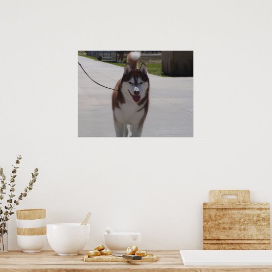 Red Siberian Husky Poster (Keuken)