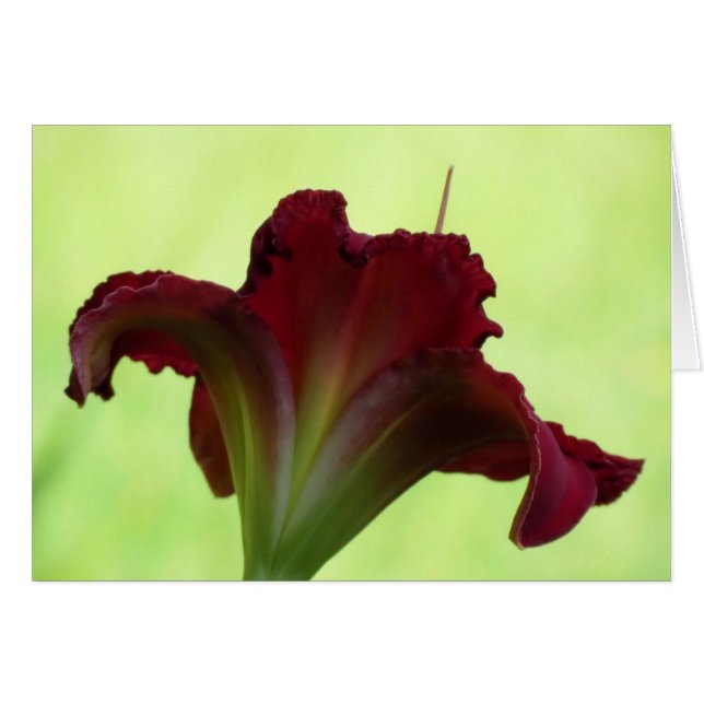 Red Silhouette - Daylily (Voorkant Horizontaal)