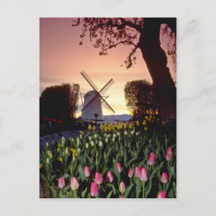 Red Silhouette van windmolen en tulpen, Washington Briefkaart