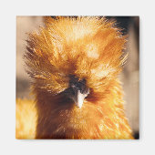 Red Silkie Chicken Hen Magneet (Voorkant)