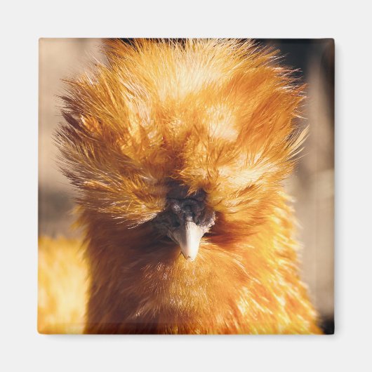Red Silkie Chicken Hen Magneet (Voorkant)
