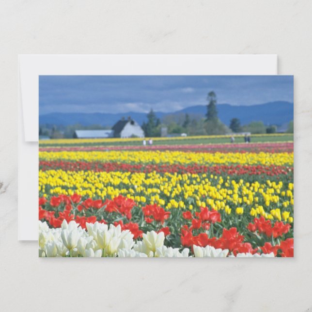 Red Skagit Valley, Mount Rainier, Washington, VS (Voorkant)