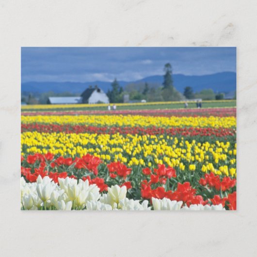 Red Skagit Valley, Mount Rainier, Washington, VS Briefkaart (Voorkant)