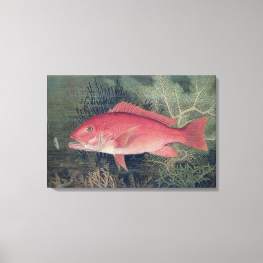 Red Snapper uit 'Game Fishes' van de Verenigde Sta Canvas Afdruk (Voorkant)