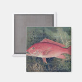 Red Snapper uit 'Game Fishes' van de Verenigde Sta Magneet (Voorkant / Achterkant)