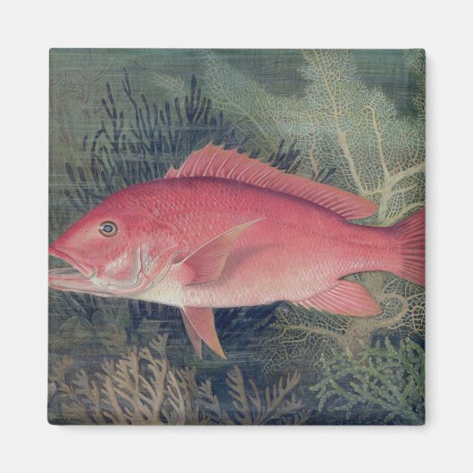 Red Snapper uit 'Game Fishes' van de Verenigde Sta Magneet (Voorkant)