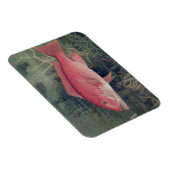 Red Snapper uit 'Game Fishes' van de Verenigde Sta Magneet (Rechterzijde)