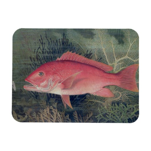 Red Snapper uit 'Game Fishes' van de Verenigde Sta Magneet (Horizontaal)