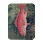 Red Snapper uit 'Game Fishes' van de Verenigde Sta Magneet (Verticaal)