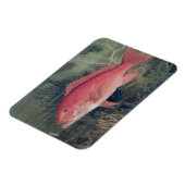 Red Snapper uit 'Game Fishes' van de Verenigde Sta Magneet (Linkerzijde)