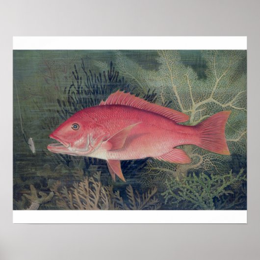 Red Snapper uit 'Game Fishes' van de Verenigde Sta Poster (Voorkant)