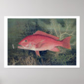Red Snapper uit 'Game Fishes' van de Verenigde Sta Poster (Voorkant)