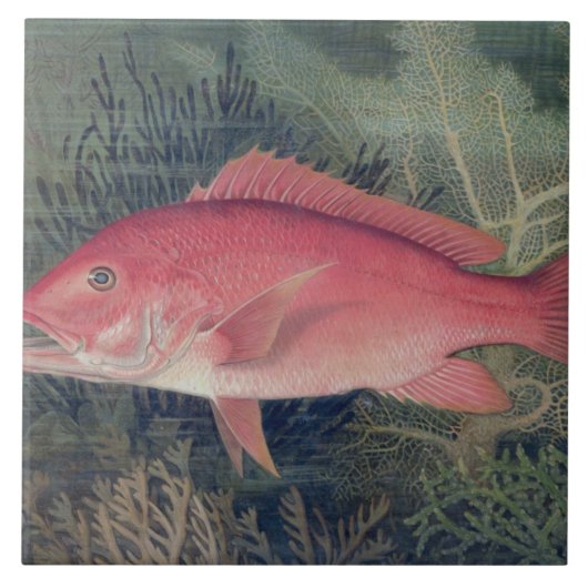 Red Snapper uit 'Game Fishes' van de Verenigde Sta Tegeltje (Voorkant)