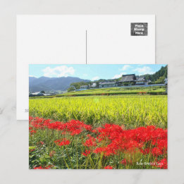 Red Spider Lily ポ ト カ ー ド Briefkaart