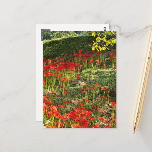 Red Spider Lily ポ ト カ ー ド Briefkaart (Voorkant / Achterkant in situ)