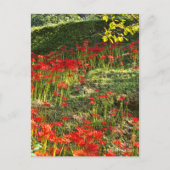 Red Spider Lily ポ ト カ ー ド Briefkaart (Voorkant)