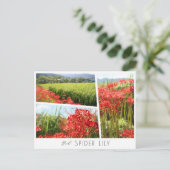 Red Spider Lily Briefkaart (Staand voorkant)