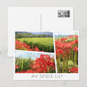 Red Spider Lily Briefkaart (Voorkant / Achterkant)