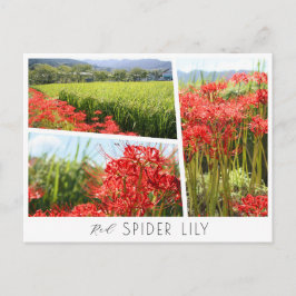 Red Spider Lily Briefkaart