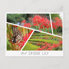 Red Spider Lily Briefkaart