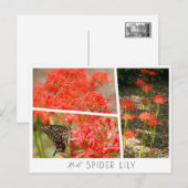 Red Spider Lily Briefkaart (Voorkant / Achterkant)
