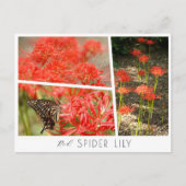 Red Spider Lily Briefkaart (Voorkant)
