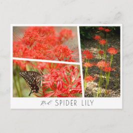 Red Spider Lily Briefkaart