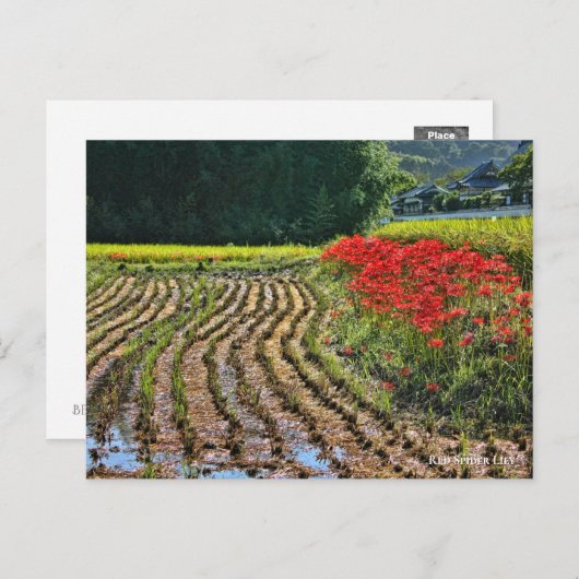 Red Spider Lily Briefkaart (Voorkant / Achterkant)