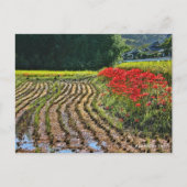 Red Spider Lily Briefkaart (Voorkant)