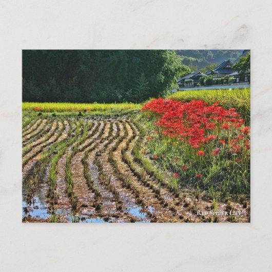 Red Spider Lily Briefkaart (Voorkant)