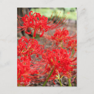 Red Spider Lily :Briefkaart Briefkaart